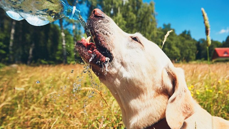 犬がミネラルウォーターを飲んでも大丈夫？硬水と軟水の違いを解説