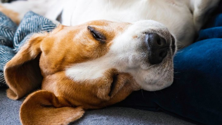 超危険な「犬のいびき」4つの特徴 放置すべきではないサインと対処法