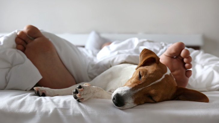 犬が『寝る場所』を変える心理３選！なぜ？どんな意味があるの？