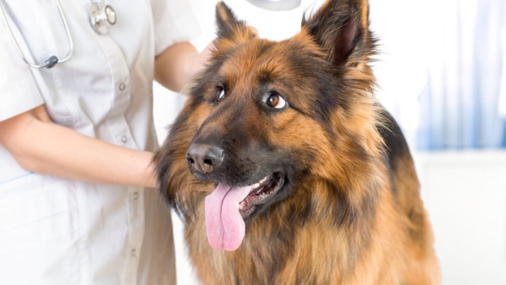 大型犬に起こりやすい『胃拡張』の原因4選！気になる症状や治療法