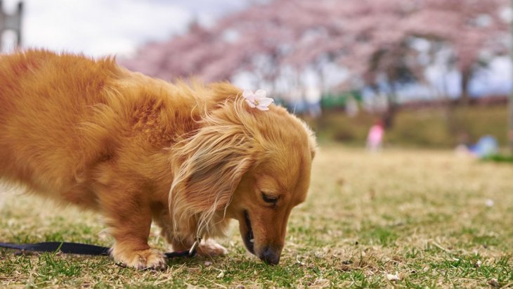 犬が散歩中に石を食べてしまう…誤飲の恐ろしさと回避するためにすべきこと