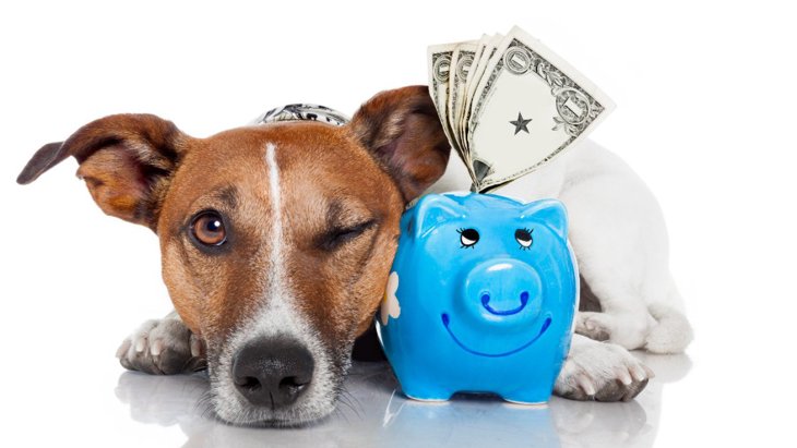 「お金をかける必要がある犬」の特徴４つ！節約するために意識すべきこと