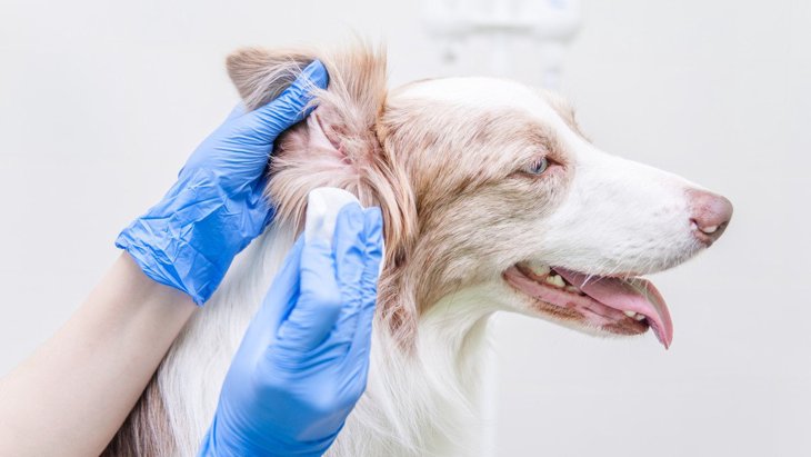 なぜ犬は「外耳炎」になりやすいの？主な原因やかかりやすい犬種を解説 
