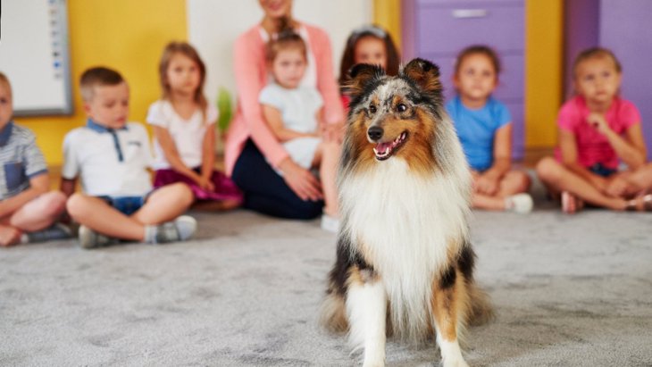 学校での犬とのセッションが児童のストレスを低下させる【研究結果】