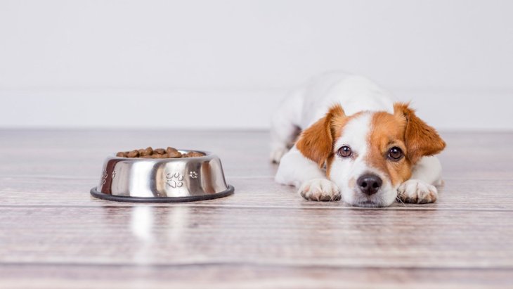 犬がご飯を拒否！その理由と食べてもらうためにすべき5つの方法