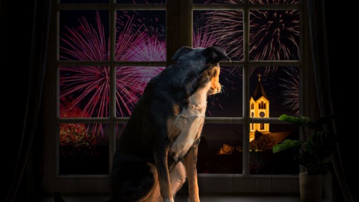 イギリスで大晦日に実施する「犬と花火」についての研究調査