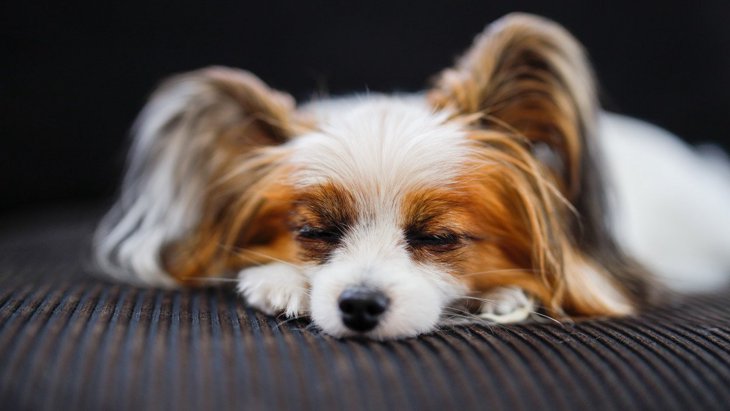 犬の睡眠時に起こりうる「3つの危険」 リスク回避のために飼い主にできること