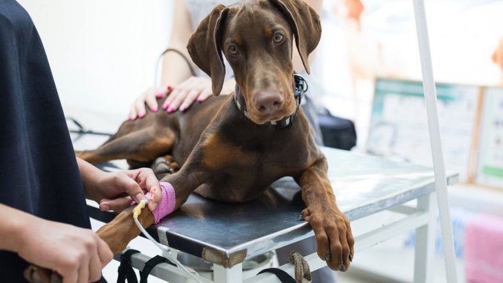 リンパ腫が発症しやすい犬種は国によって差があるという研究結果