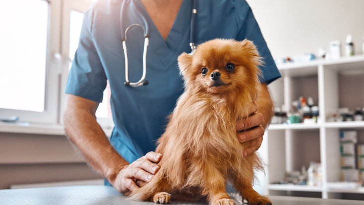 犬を病院へ連れていくべき『危険な症状』５つ 見逃し厳禁な愛犬からのSOSサイン