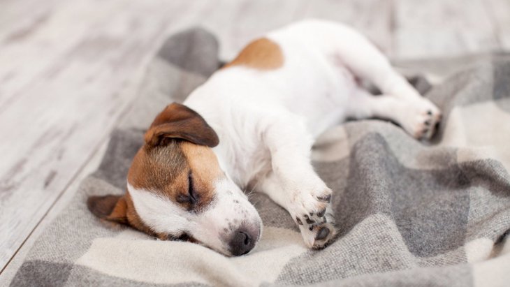 犬は寝る場所で心理が違う！６つの気持ちや飼い主に伝えている感情
