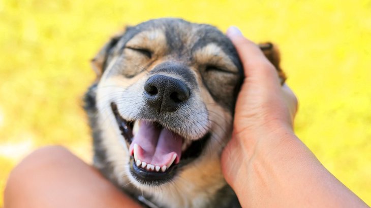 犬が笑顔を見せる時の心理５つ！実はストレスを感じていることも…？