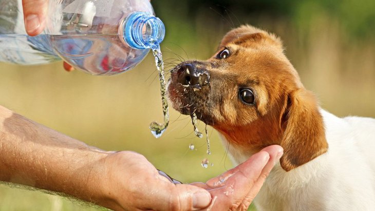 犬は水を飲んでるとき、息をしてない？実際のところどうなの？