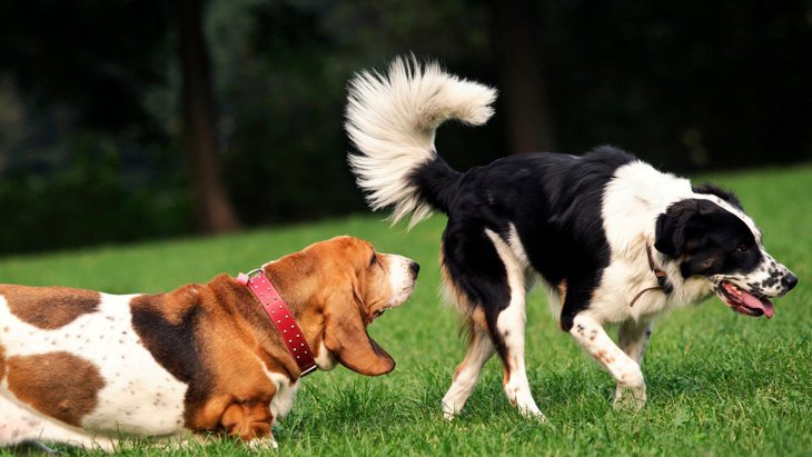 犬が『他の犬のおしり』を嗅ぐ理由5選　肛門から情報を嗅ぎ取っているって本当？