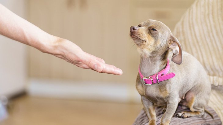 犬が指示しても『お手』をしてくれない！4つの心理と解決方法