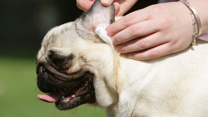 犬の耳掃除で絶対にやってはいけないNG行為５選