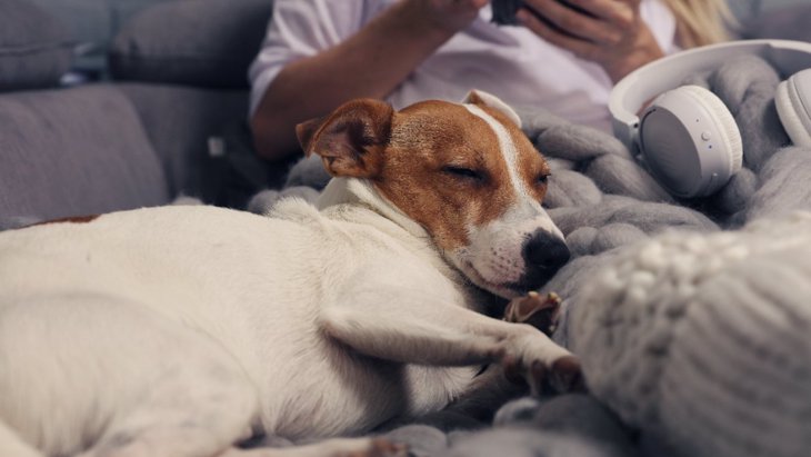 犬から飼い主への愛着は犬の睡眠にも反映するという研究結果