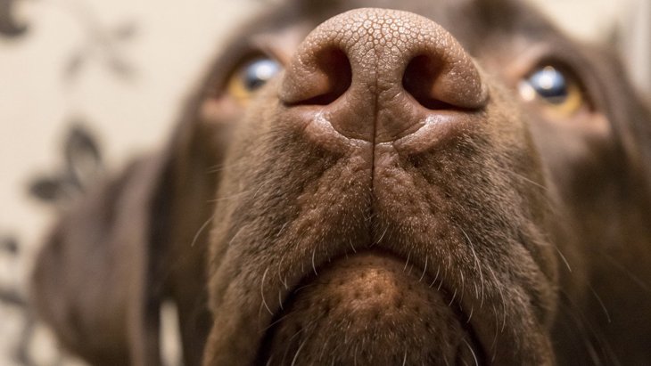 犬が『鼻を鳴らす』心理3選！音によって気持ちに違いがあるって知ってた？