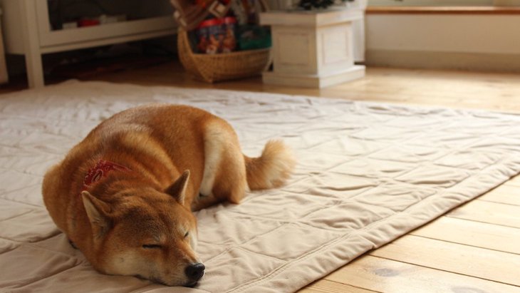 犬と床暖房を使う時に気を付けたいこと