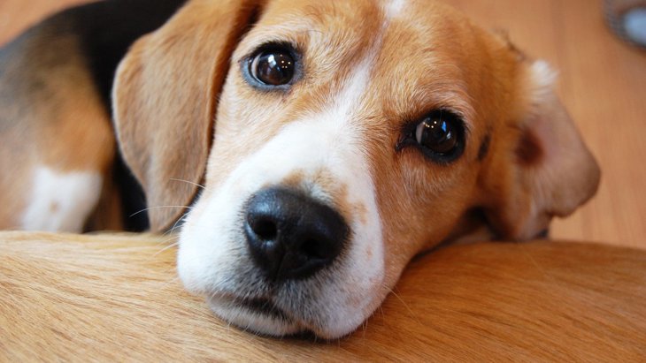 愛犬の耳臭は「外耳炎」の可能性も！愛犬の耳ケアの方法を徹底解説します