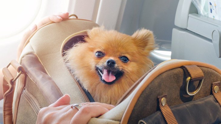 犬と新幹線に乗る方法！マナーを守って楽しく旅行しよう！