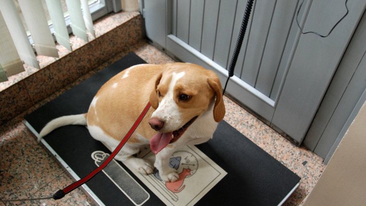 犬の飼い主の体重は獣医師の意識に影響を与えるか？という調査結果