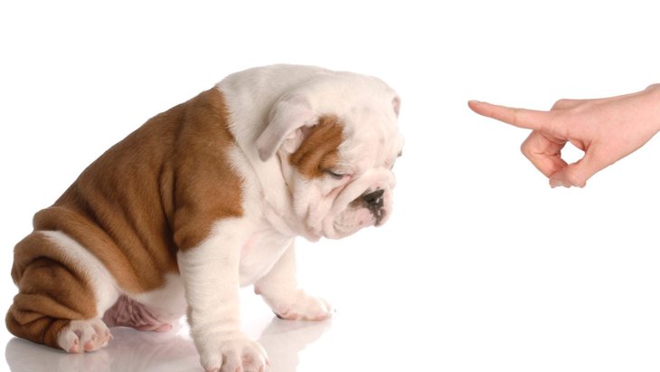 犬にしてはいけない『叱り方』とは？４つの間違い行為と正しい知識