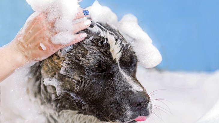犬のシャンプー方法！頻度や温度、始める時期や注意点について