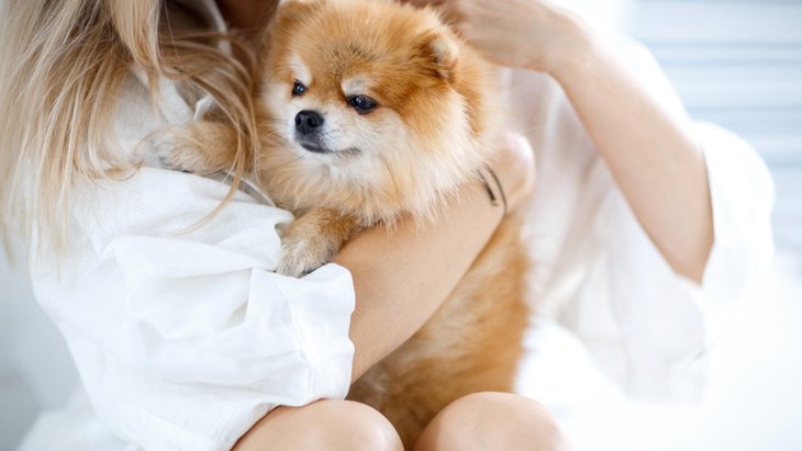 愛犬を抱っこしすぎるのはNG？やりすぎがダメな理由と改善する対策とは？