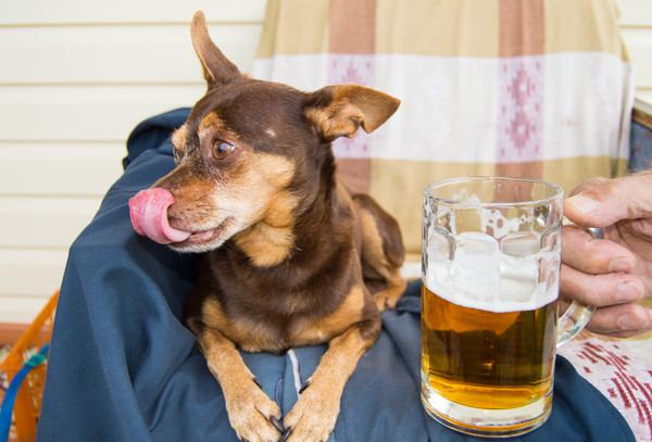 犬にアルコールは危険！飲んでしまった時の症状や対処法、消毒薬への注意点