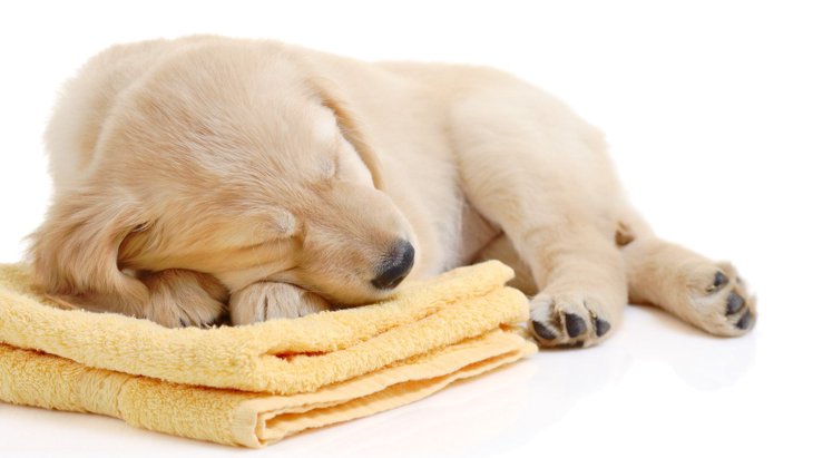 犬が『洗濯物の上で寝る』心理４選