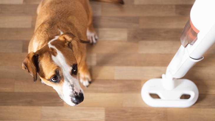犬がよく反応する『音』とは？5つの特徴とストレスを与えてしまう音を解説