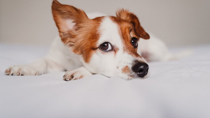 犬が耳を「ピーン」と立てる心理とは？４つの理由やそのまま固まる気持ちも紹介