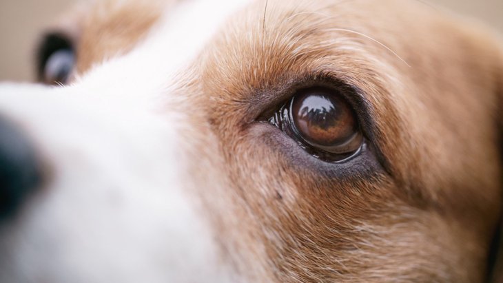 犬は人よりも視力が悪いって本当？犬の眼ってどういう仕組みなの？