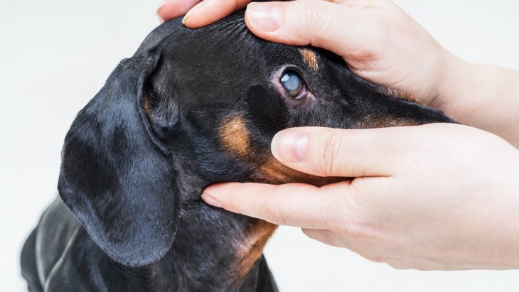 犬の白内障の「初期症状」3選　病院に行くべきサインと予防する方法