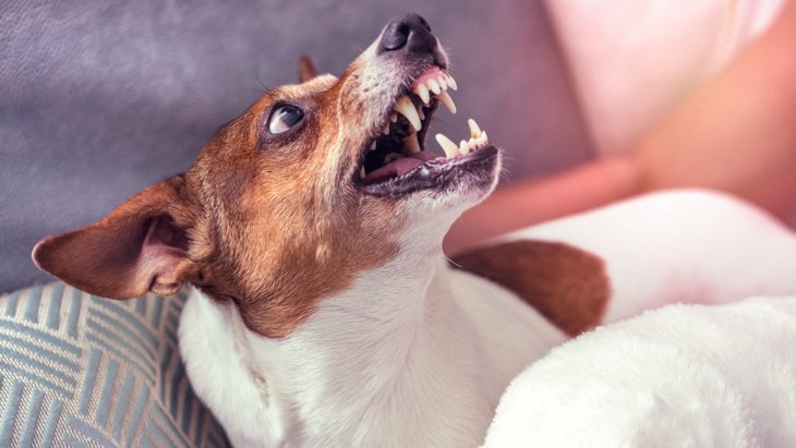 『怒りっぽい犬』の特徴5選！すぐに威嚇をする犬にはこんな共通点があった！