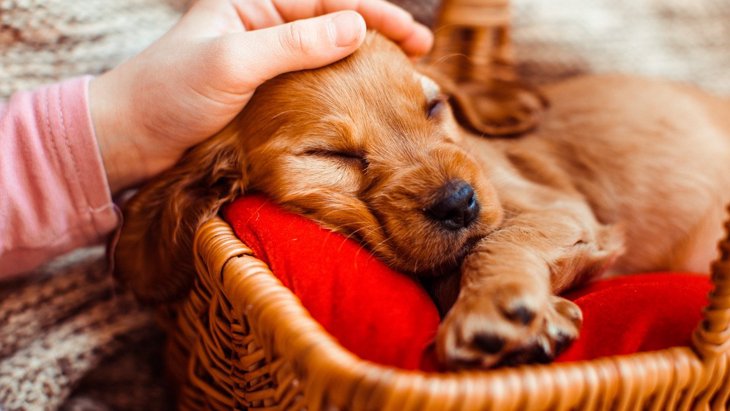犬が寝ている時に触るのはダメ？起こしてしまうことによるリスクとは？