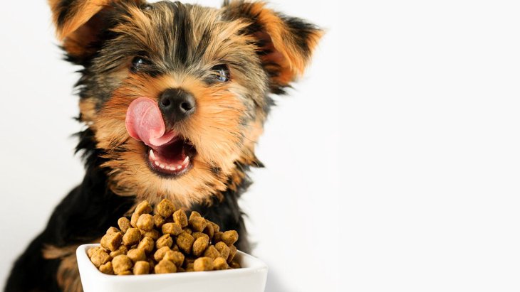 『犬の早食いは寿命が縮む』って本当？飼い主にできる対策とは？ 