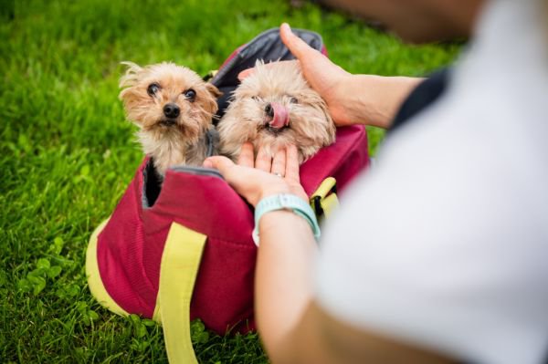 犬のお散歩バッグにおすすめのブランド5選！おしゃれで機能的な商品は？
