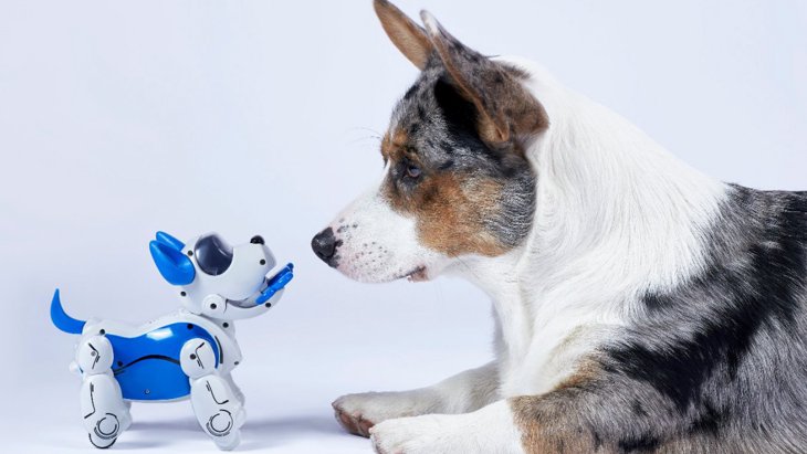 犬と人のつながりをロボット開発に活かすための研究