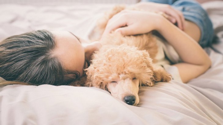 犬が『寝やすい』と思っている場所4選！飼い主の体の上で寝る理由って？