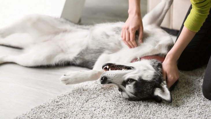 犬にとって怪我やトラブルの原因になる『危険な床』とは？3つの特徴とすべき対策