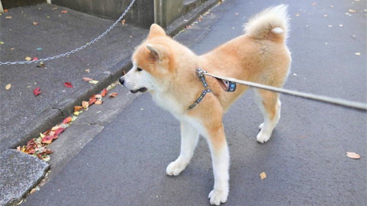 お仕事（散歩）に行きたくないレベルを体現する秋田犬さんが話題♡