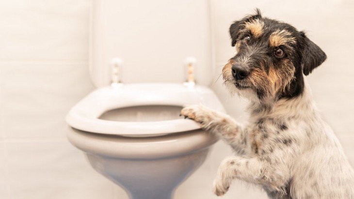 犬が飼い主のトイレ中、ドアの前で待っている心理５選