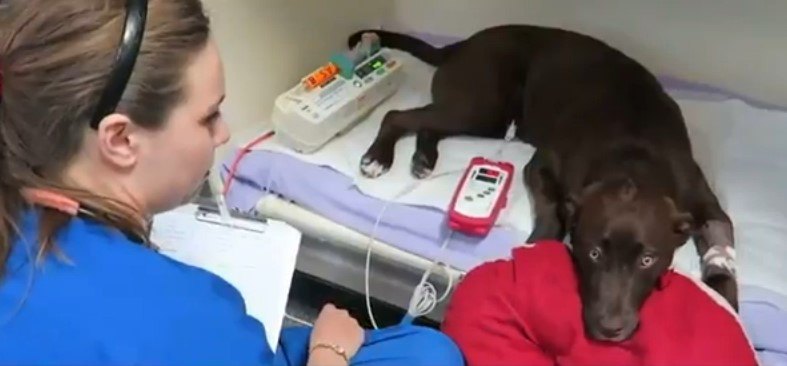 飼い犬がダニ麻痺症を発症！救急病院での処置の実際