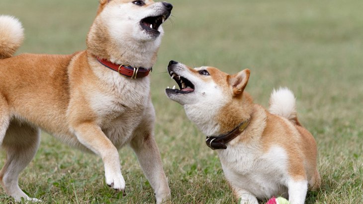 犬同士がなかなか仲良くできない…5つの理由と関係を良好にするコツ