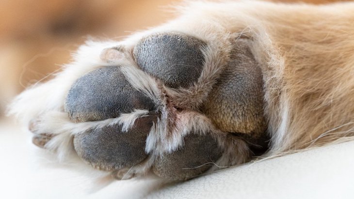 犬の変形性関節症の新しい診断ツールとなる可能性『足圧中心』の研究