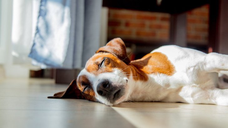 犬の体温調節の方法！暑い時の健康管理や体温を下げる方法など解説