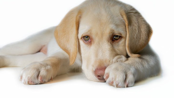 犬が『キュンキュン』と鳴く４つの理由！心理状態や理由別の対処法を解説
