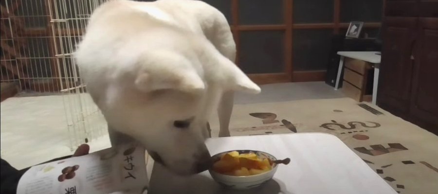 『さぁ食べてごらん！』初めての柿に戸惑う慎重派の秋田犬くん
