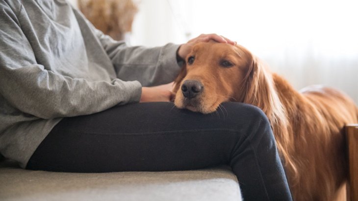犬を撫でることは脳の活動を高めるという研究結果